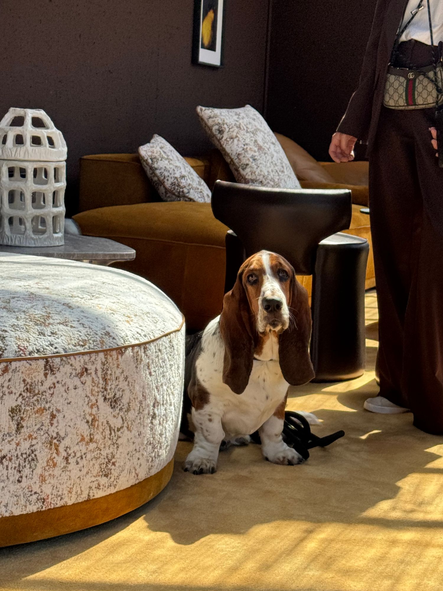 Basset hound sitting on a carpet in a sunlit showroom