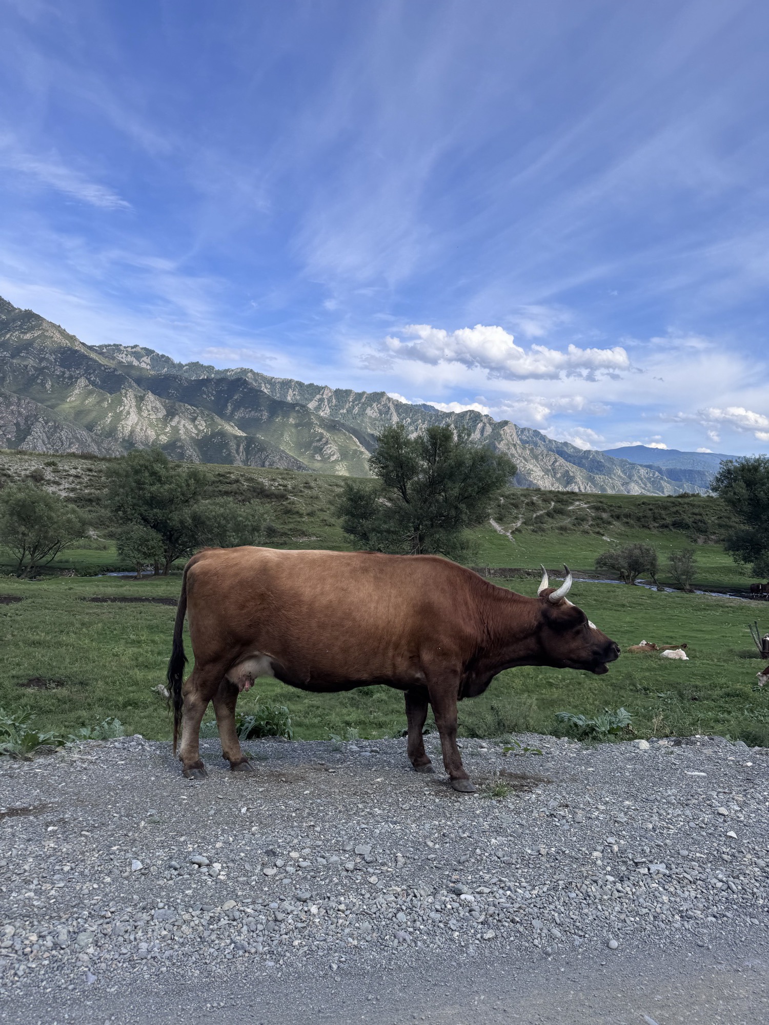 Brown cow standing on a gravel road with mountains behind
