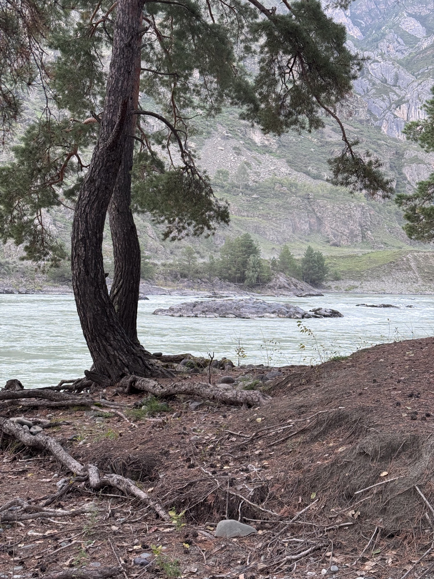 Pine tree on the bank of a turquoise mountain river