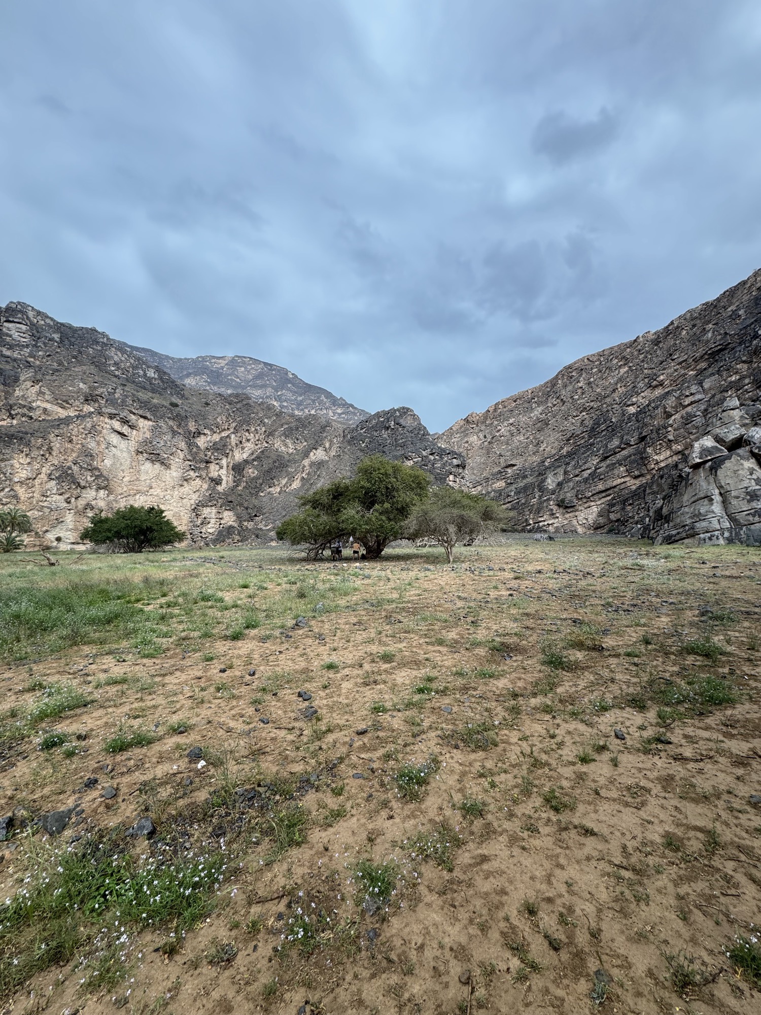 Green valley floor with trees between mountains