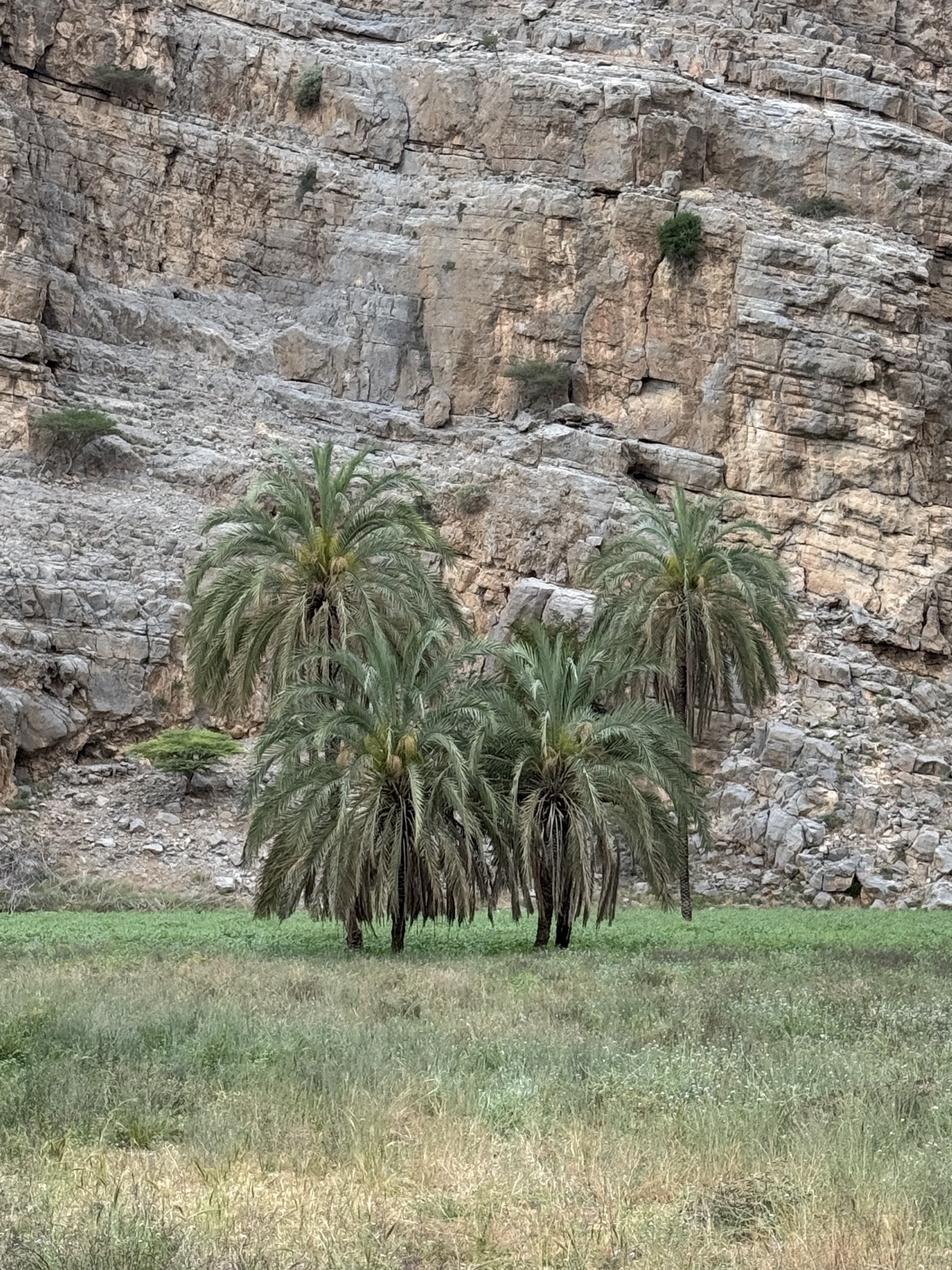 Date palms against a limestone cliff